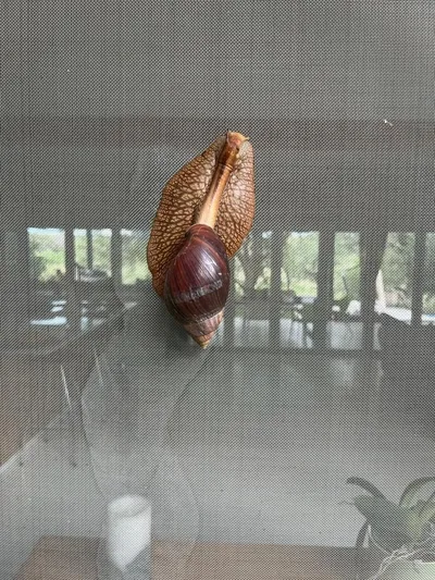 A giant African land snail on the inside of a window screen