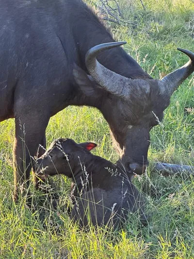 African Buffalo Mother and Calf a buffalo standing next to a baby buffalo in the grass
