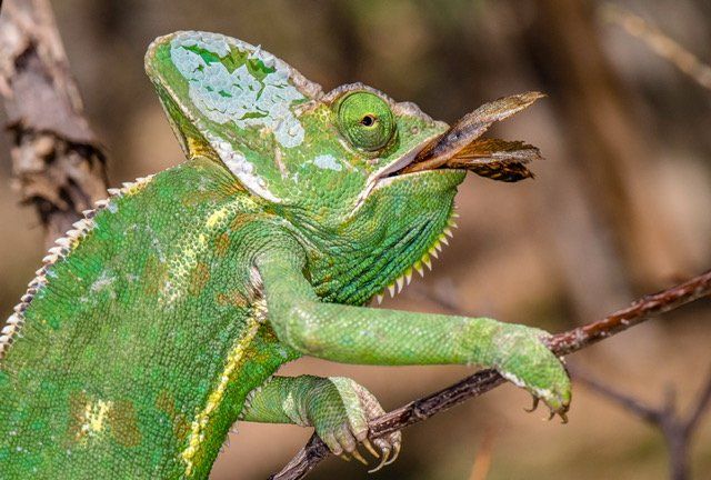 Hoedspruit Reptile Park