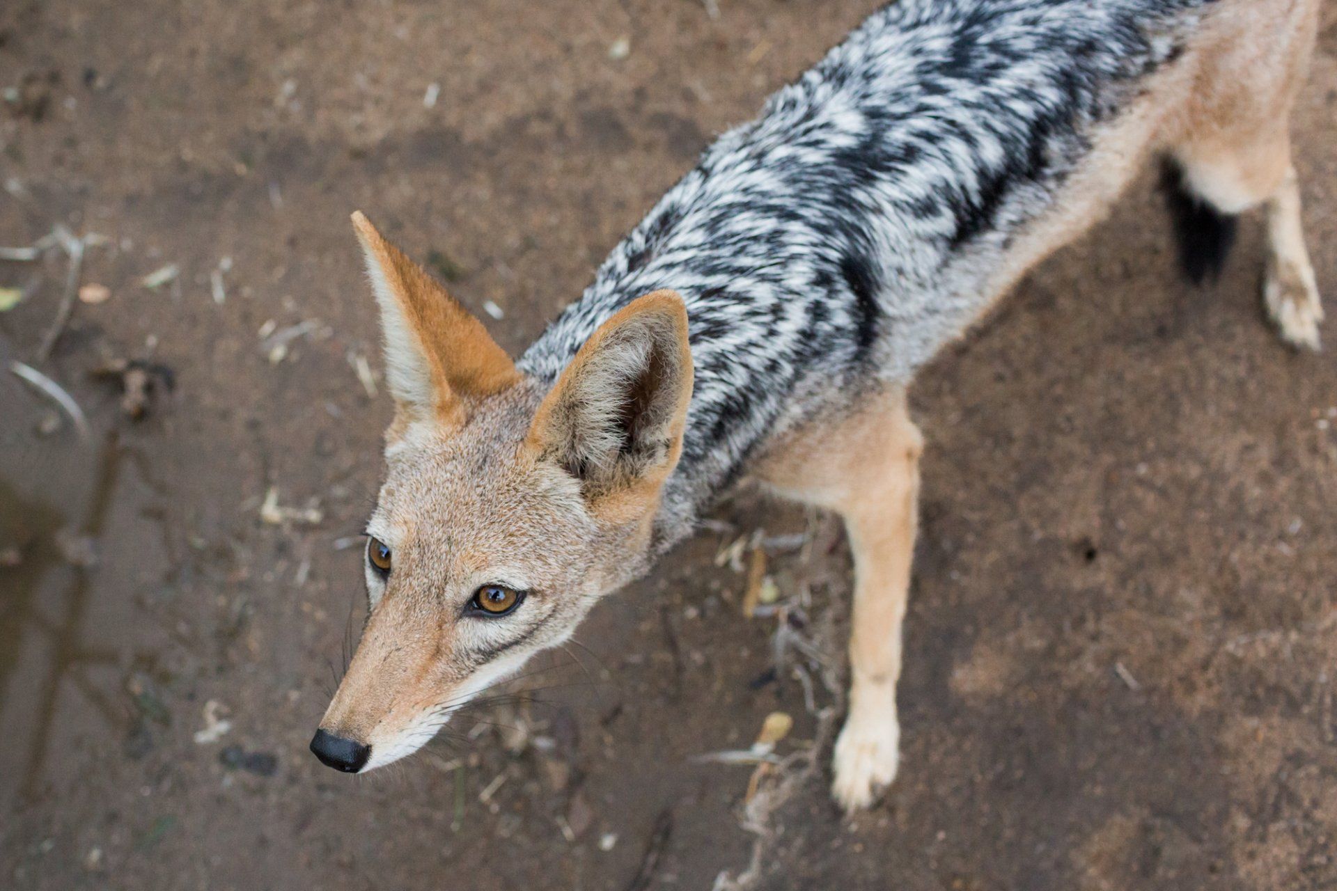 Jackal in care at Daktari