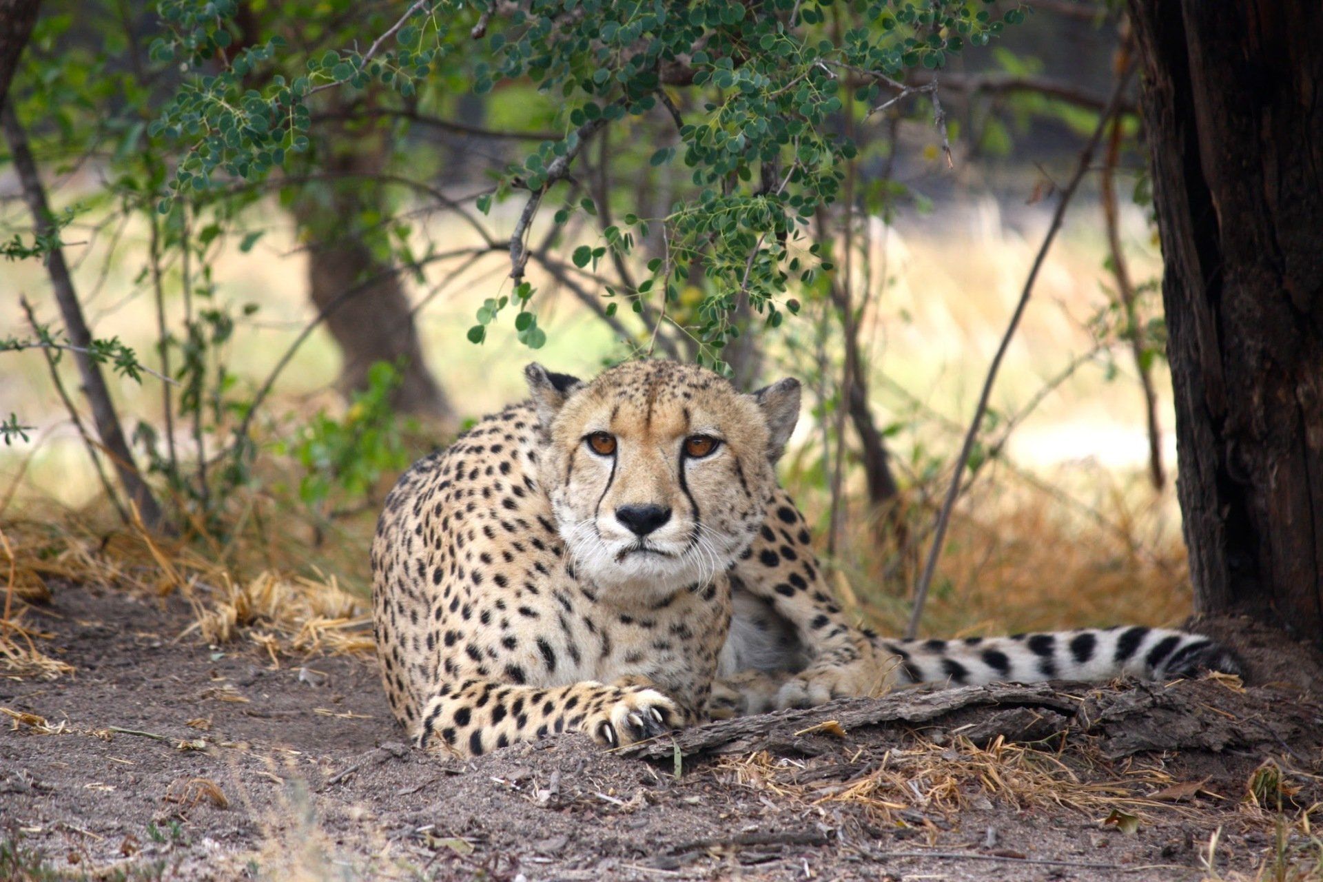 Cheetah portrait