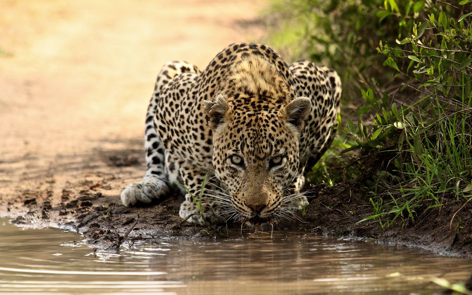 Leopard close-up