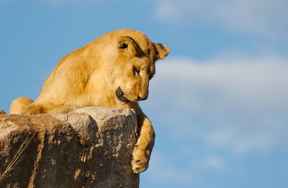 Kruger National Park landscape