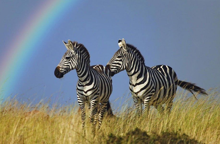 Wildlife in Kruger National Park