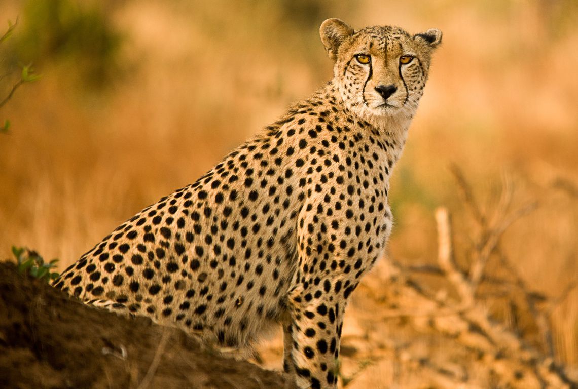 Kruger National Park