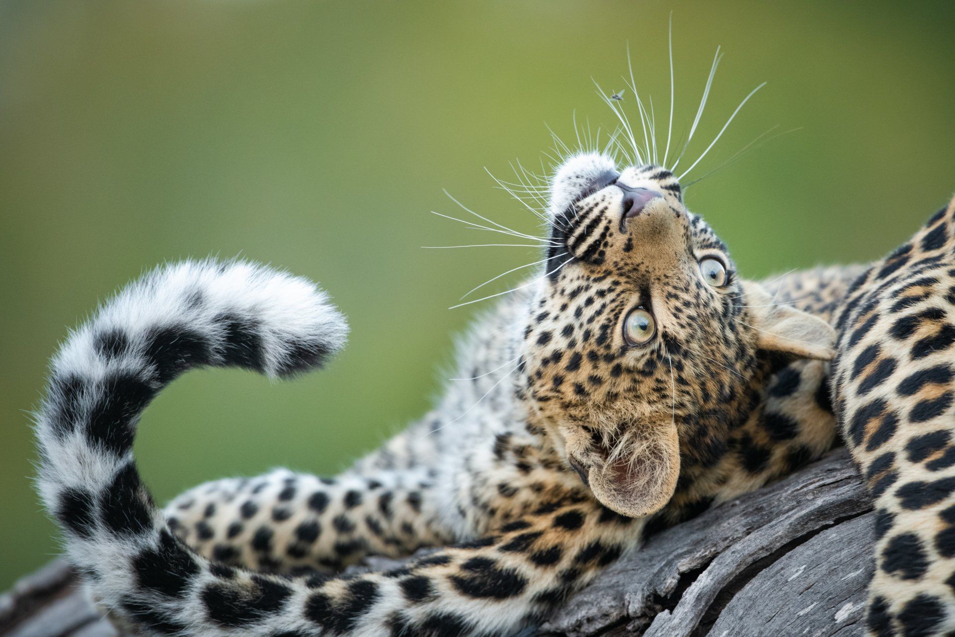 Wildlife photographer working from a dedicated photographic vehicle