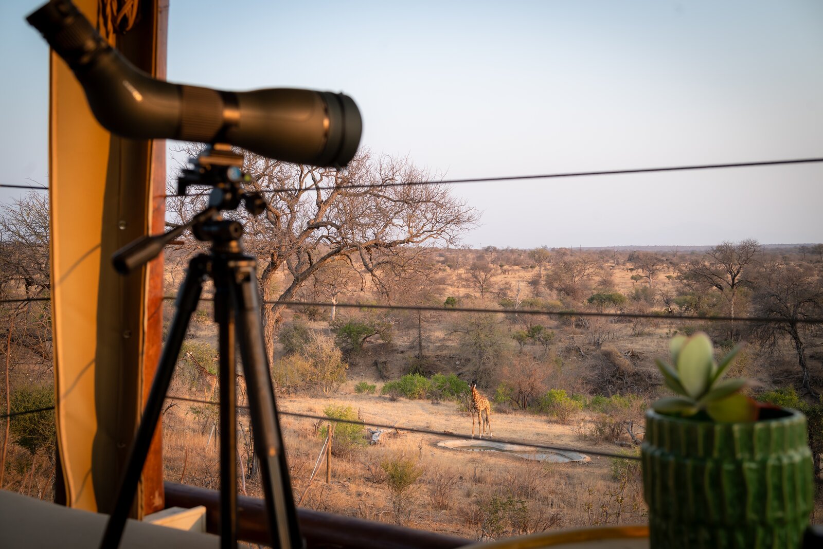 Wildlife photography composition