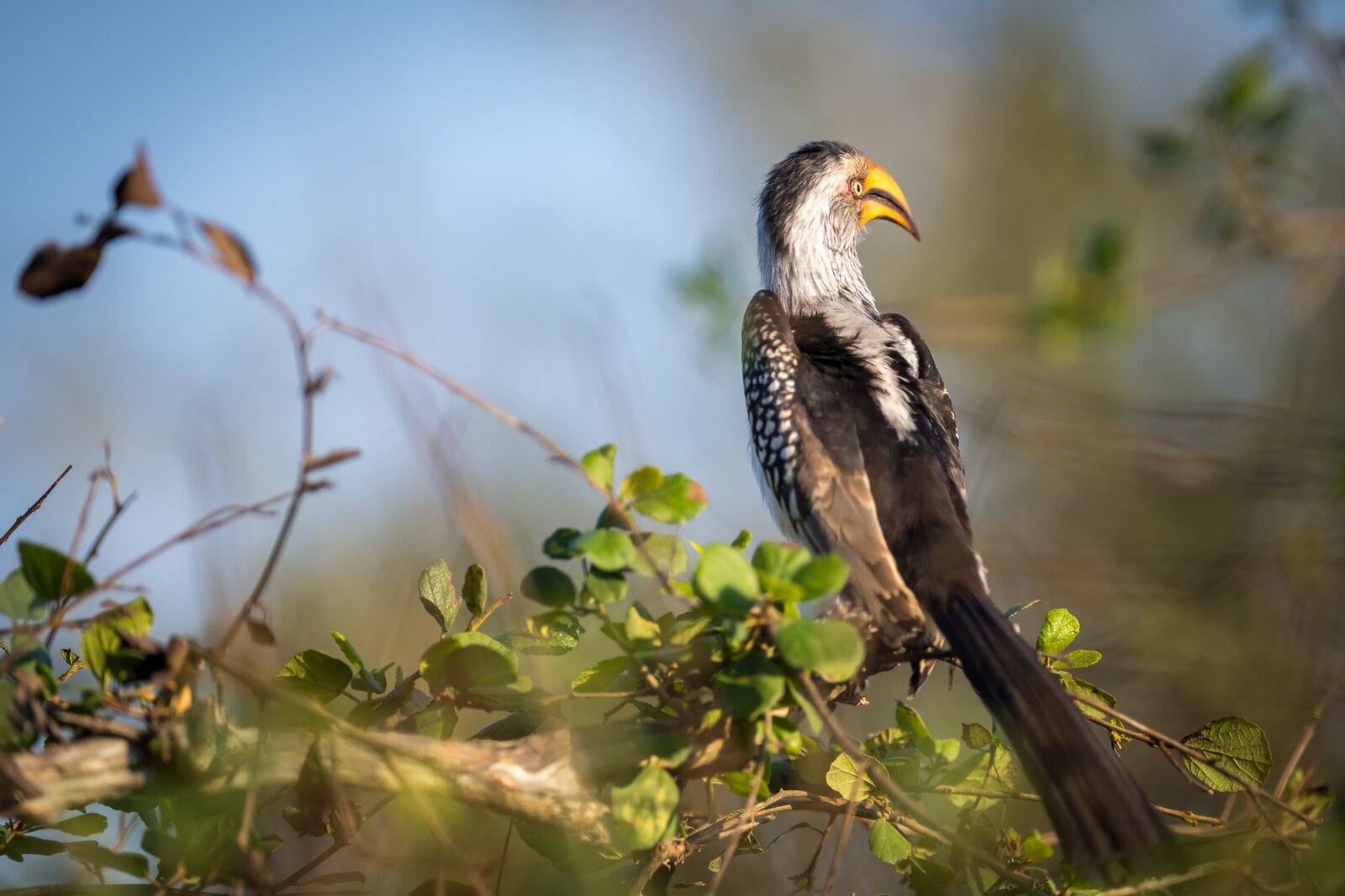 A yellow-billed hornbill perched in the bush