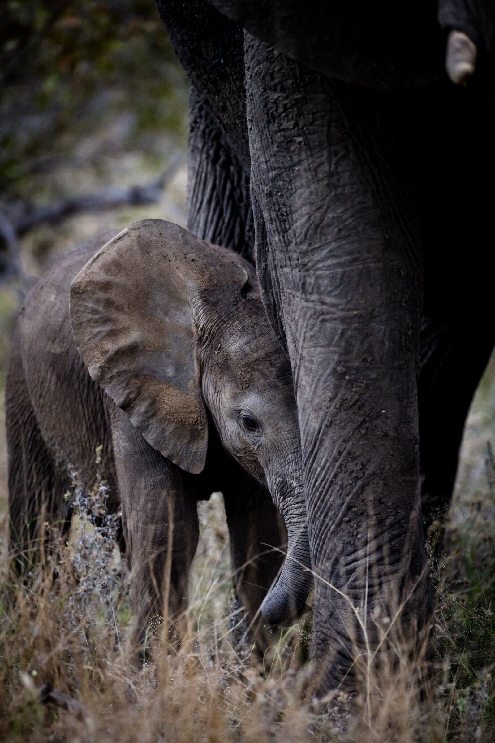 Ezulwini, a resident elephant of Sausage Tree Safari Camp