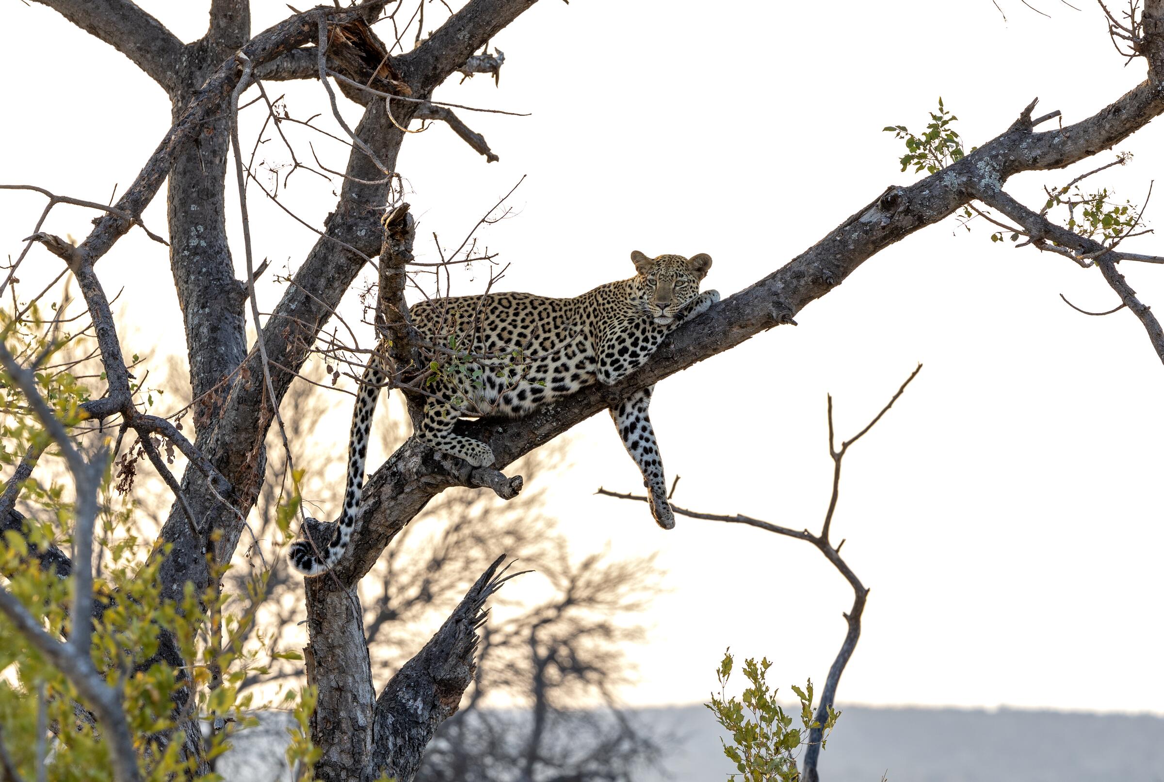 Leopard draped in a tree at golden hour in Olifants West
