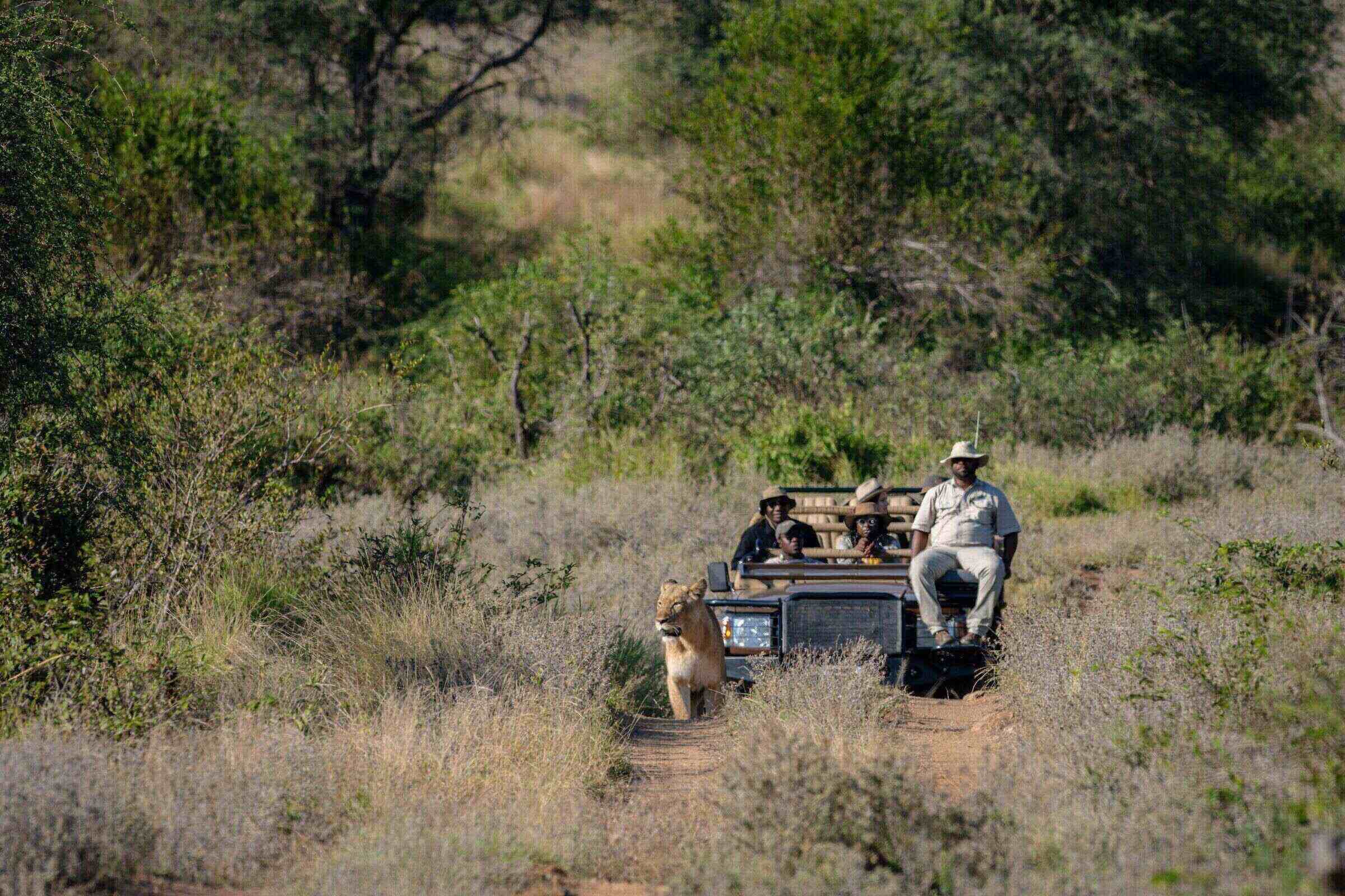 A lioness on a game drive in Olifants West Nature Reserve