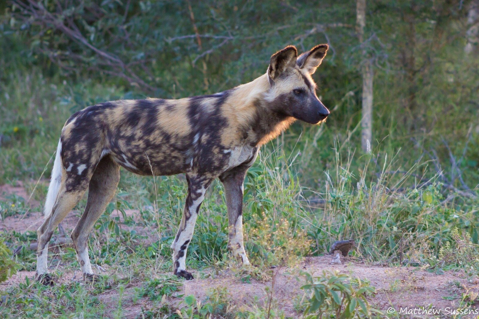 A pack of African wild dogs in Olifants West